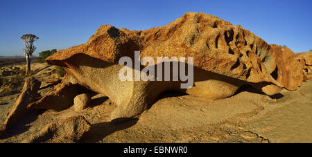 Kocurboom, Quivertree, Quiver Tree (Aloe dichotoma), Rock e kocurboom albero vicino a Bloedkoppe mountain, Namibia, Namib Naukluft National Park Foto Stock