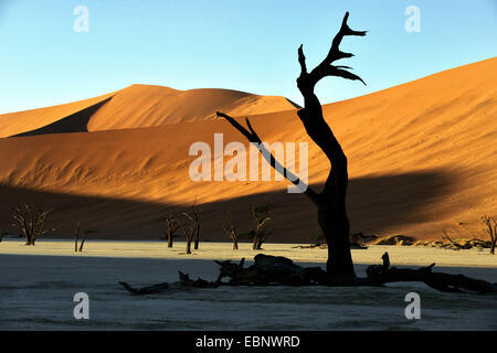 Camel thorn, giraffe thorn (Acacia erioloba), alberi morti valle nel deserto di Sossusvlei, Namibia, Namib Naukluft National Park Foto Stock