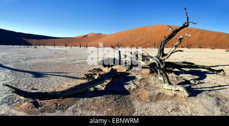 Camel thorn, giraffe thorn (Acacia erioloba), alberi morti valle nel deserto del Sossusvlei, Namibia, Namib Naukluft National Park Foto Stock