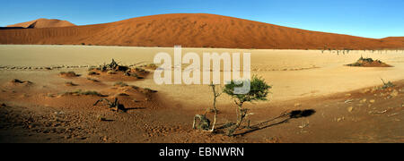 Camel thorn, giraffe thorn (Acacia erioloba), alberi morti valle nel deserto Sossusvlei, Namibia, Namib Naukluft National Park Foto Stock