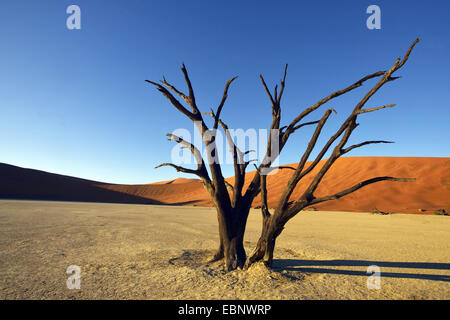 Camel thorn, giraffe thorn (Acacia erioloba), alberi morti valle nel deserto del Sossusvlei, Namibia, Namib Naukluft National Park Foto Stock