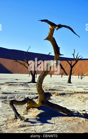 Camel thorn, giraffe thorn (Acacia erioloba), alberi morti valle nel deserto Sossusvlei, Namibia, Namib Naukluft National Park Foto Stock