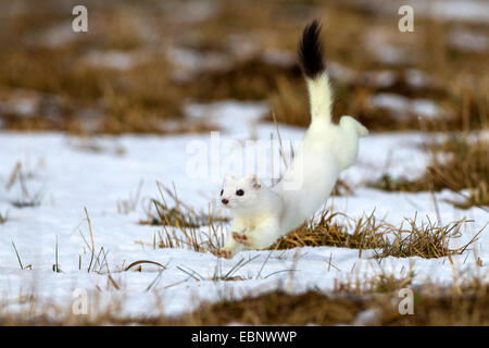 Ermellino, ermellino, corto-tailed donnola (Mustela erminea), in esecuzione in un prato con resti di neve, Germania Foto Stock