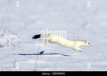 Ermellino, ermellino, corto-tailed donnola (Mustela erminea), in esecuzione su una coperta di neve prato, Germania Foto Stock