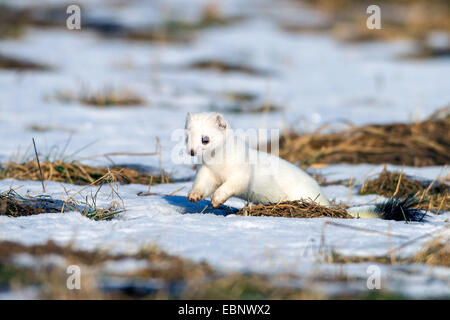 Ermellino, ermellino, corto-tailed donnola (Mustela erminea), che corrono su un prato con resti di neve, Germania Foto Stock