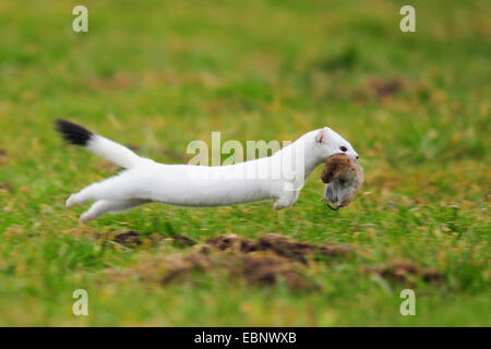 Ermellino, ermellino, corto-tailed donnola (Mustela erminea), in esecuzione in un prato con la preda nella sua bocca, Germania Foto Stock