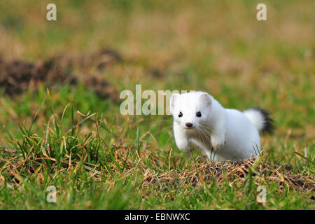 Ermellino, ermellino, corto-tailed donnola (Mustela erminea), che corrono su un prato, Germania Foto Stock