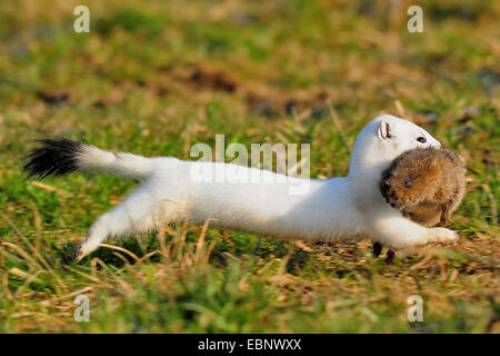 Ermellino, ermellino, corto-tailed donnola (Mustela erminea), in esecuzione con la preda (vole), Germania Foto Stock