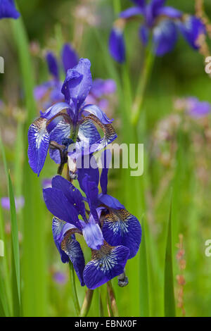 Iris siberiano siberiano bandiera (Iris sibirica), fiori, Germania Foto Stock