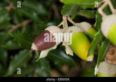 Leccio, lecci, Holly querce, lecci (Quercus ilex), il ramo con ghiande Foto Stock
