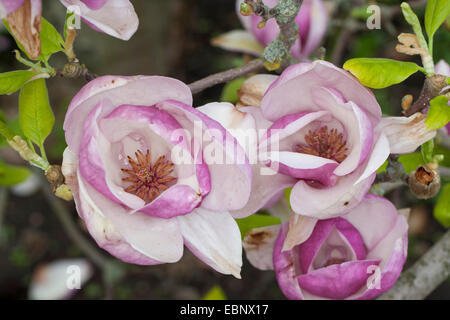 Piattino magnolia (Magnolia x soulangiana, Magnolia soulangiana, Magnolia x soulangeana, Magnolia soulangeana), fiori Foto Stock