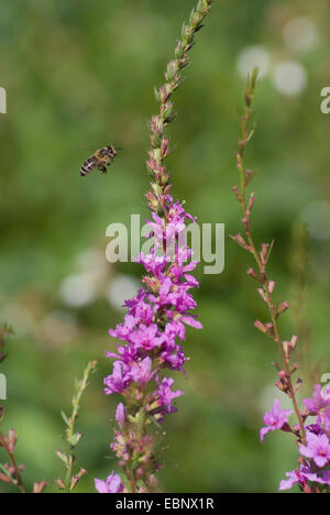 Bacchetta europea Loosestrife, Viola Loosestrife, Wand Loosestrife (Lythrum virgatum), bee avvicinando un'infiorescenza, Germania, BGFFM Foto Stock