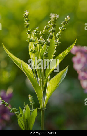Cani di mercurio (Mercurialis perennis), pianta maschio, Germania Foto Stock