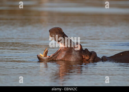 Ippopotamo, ippopotami, comune ippopotamo (Hippopotamus amphibius), piscina con bocca aperta, Sud Africa, Parco Nazionale Kruger Foto Stock