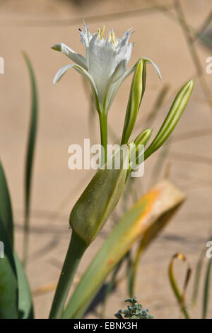 Mare Daffodill (Pancratium maritimum), fioritura, Portogallo Foto Stock