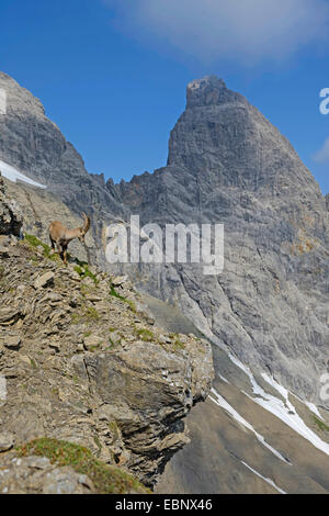 Stambecco delle Alpi (Capra ibex, Capra ibex ibex), in piedi su una roccia stepp, Austria, Tirolo, Elbigenalp Foto Stock