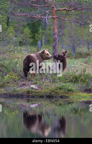 Unione l'orso bruno (Ursus arctos arctos), femmina con i cuccioli, la Finlandia, la Carelia, Kuhmo Foto Stock