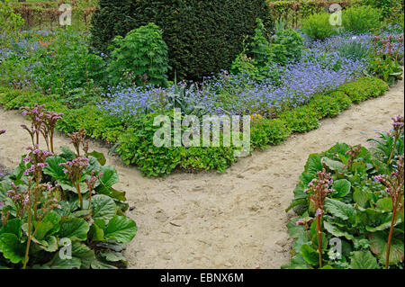 Giardino con un percorso in primavera con dimenticare-me-poveri e bergenias, Germania Foto Stock