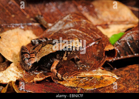 Ornati in stretta bocca di rana (Microhyla ornata), ben mimetizzata su suolo della foresta, Sri Lanka, Nationalpark Sinharaja Forest Foto Stock