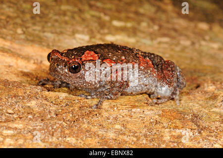 Sri Lanka Rana dipinta Kaloula (cfr taprobanica), su una pietra, Sri Lanka, Nationalpark Sinharaja Forest Foto Stock