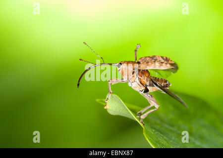 Acorn curculione (Curculio glandium, Curculio tesellatus, Balaninus glandium), volare una foglia, Germania Foto Stock