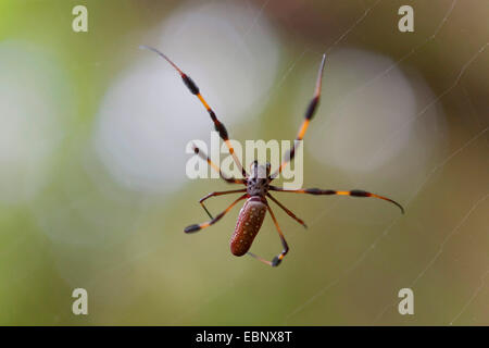 La seta spider (Nephilidae), nella ragnatela, STATI UNITI D'AMERICA, Florida, John Pennekamp Coral Reef State Park, Key Largo Foto Stock