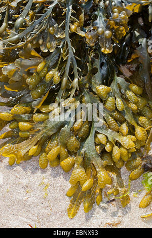 A SPIRALE, wrack wrack piana, Jelly sacchi, Wrack spiralato (Fucus spiralis), lavato fino wrack sulla spiaggia, Germania Foto Stock