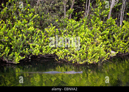 Il coccodrillo americano (Alligator mississippiensis), nuoto attraverso una waterbody, STATI UNITI D'AMERICA, Florida, Big Cypress National Preserve Foto Stock