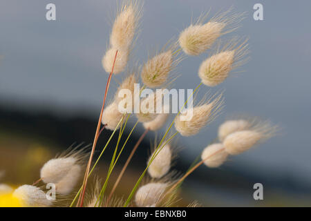 Hare's-coda (Lagurus ovatus), fioritura Foto Stock