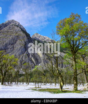 Acero di monte, grande Acero (Acer pseudoplatanus), Grosser Ahornboden con resti di neve, Austria, Tirolo, montagne Karwendel Foto Stock