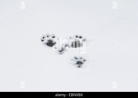 Unione Lontra di fiume, Lontra europea, lontra (Lutra lutra), le tracce di una lontra di fiume nella neve e nel ghiaccio, Germania Foto Stock