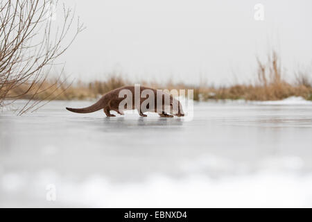 Unione Lontra di fiume, Lontra europea, lontra (Lutra lutra), femmina camminando su un congelati fino calotta di ghiaccio, Germania Foto Stock