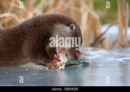 Unione Lontra di fiume, Lontra europea, lontra (Lutra lutra), femmina di mangiare un redfin catturato il pesce persico, Germania Foto Stock