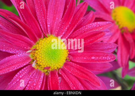 Composito di colore rosa con gocce di pioggia Foto Stock