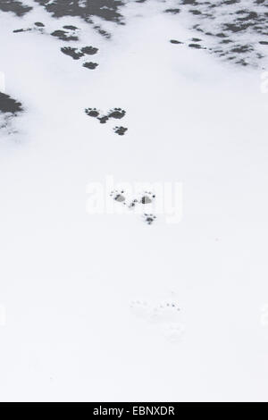 Unione Lontra di fiume, Lontra europea, lontra (Lutra lutra), le tracce di una lontra di fiume nella neve e nel ghiaccio, Germania Foto Stock