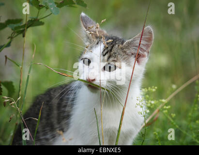 Il gatto domestico, il gatto di casa (Felis silvestris f. catus), tabby e bianco gattino sniffing in corrispondenza di una lama di erba, GERMANIA Baden-Wuerttemberg Foto Stock