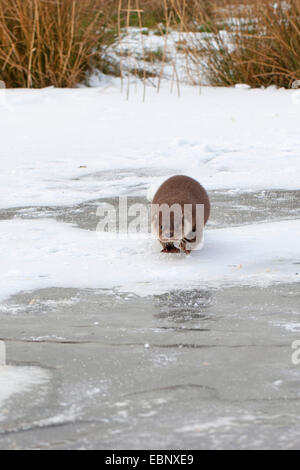 Unione Lontra di fiume, Lontra europea, lontra (Lutra lutra), femmina nella neve su un congelati fino lastra di ghiaccio, Germania Foto Stock