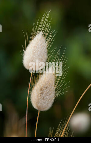 Hare's-coda (Lagurus ovatus), infiorescenze Foto Stock