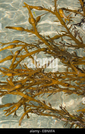 Rockweed, norvegese kelp, annodato kelp, annodato, wrack wrack uovo, giallo Tang, pomello Wrack (alga marina Ascophyllum nodosum, Ascophylla nodosa), con corpi fruttiferi, Germania Foto Stock