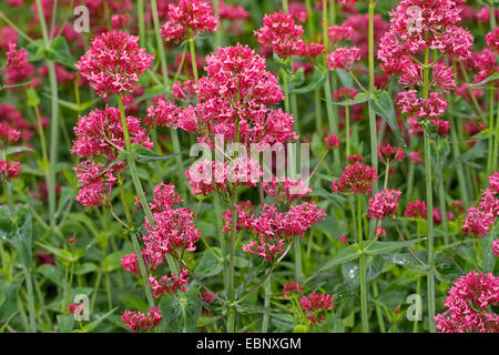 Red valeriana, valeriana, Giove, barba sperone di Valeriano (Centranthus ruber), fioritura Foto Stock