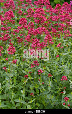 Red valeriana, valeriana, Giove, barba sperone di Valeriano (Centranthus ruber), fioritura Foto Stock