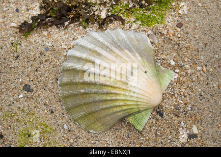 Grande smerlo, capesante comune, Coquille St Jacques (Pecten maximus), shell sulla spiaggia Foto Stock