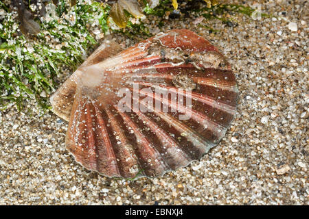 Grande smerlo, capesante comune, Coquille St Jacques (Pecten maximus), shell sulla spiaggia Foto Stock