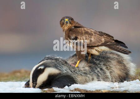 Il vecchio mondo badger, Eurasian (Meles meles), alimentazione su un badger, Germania, Meclemburgo-Pomerania, Feldberger Seenlandschaft Foto Stock