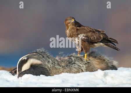 Il vecchio mondo badger, Eurasian (Meles meles), alimentazione su un badger, Germania, Meclemburgo-Pomerania, Feldberger Seenlandschaft Foto Stock