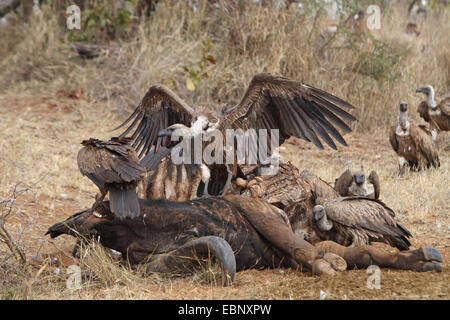 African white-backed vulture (Gyps africanus), un avvoltoio con ali stirata in piedi su un punto morto buffalo, altri avvoltoi alimentazione su carrion, Sud Africa, Parco Nazionale Kruger Foto Stock