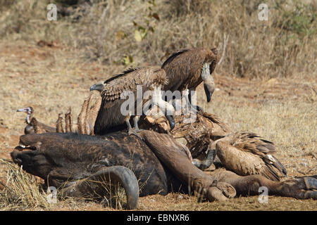 African white-backed vulture (Gyps africanus), gli avvoltoi alimentazione su un dead buffalo, Sud Africa, Parco Nazionale Kruger Foto Stock