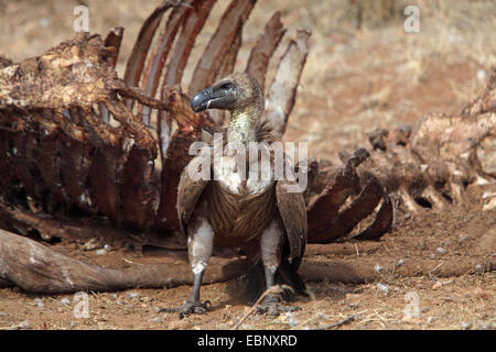 African white-backed vulture (Gyps africanus), avvoltoio in piedi di fronte a un rosicchiato off lo scheletro di un bufalo, Sud Africa, Parco Nazionale Kruger Foto Stock