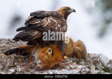 Aquila reale (Aquila chrysaetos), seduto su un punto morto fox, Norvegia Trondheim Foto Stock