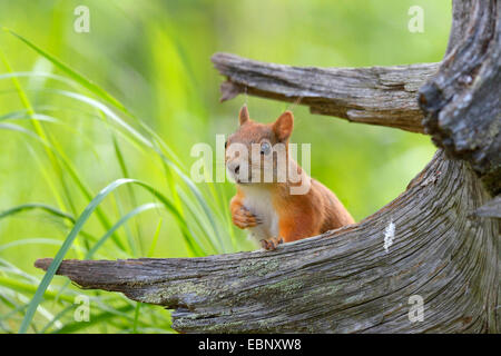 Unione scoiattolo rosso, Eurasian red scoiattolo (Sciurus vulgaris), il peering da dietro tree intoppo, Finlandia Foto Stock